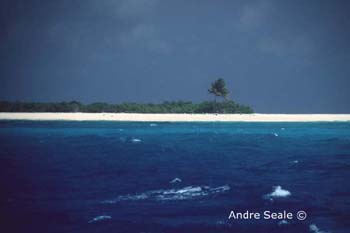 MI21 (sandbar)Andre Seale